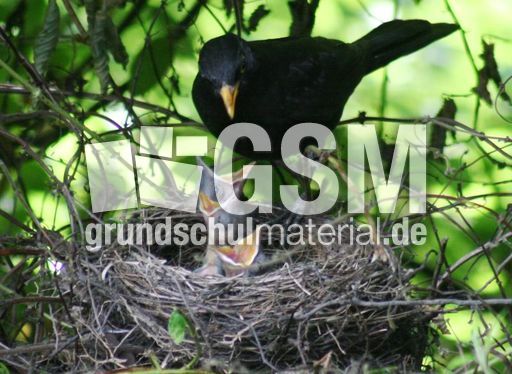 Amsel-1-Tag-6.jpg